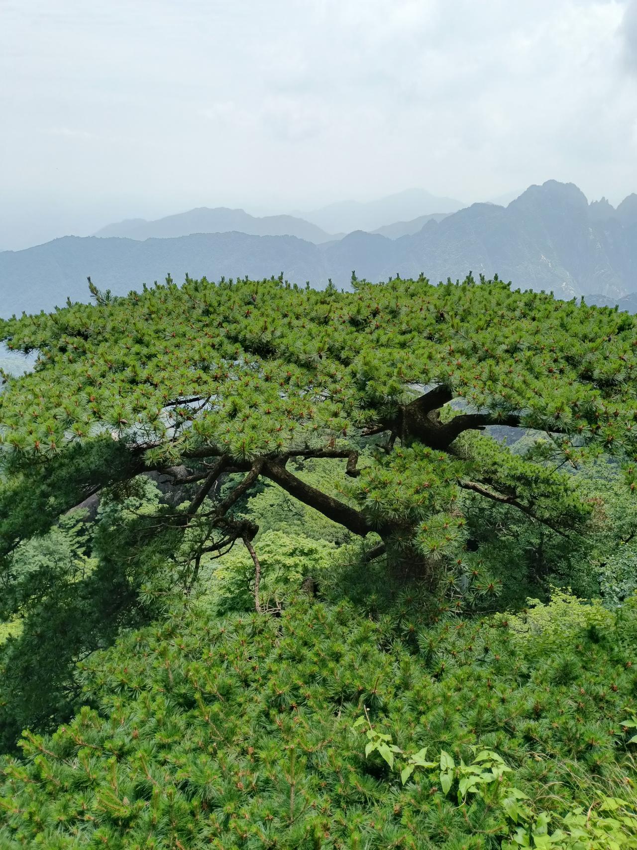 发一张图片证明你来过黄山即将退休的年纪才来黄山，说出来也不怕你们笑话