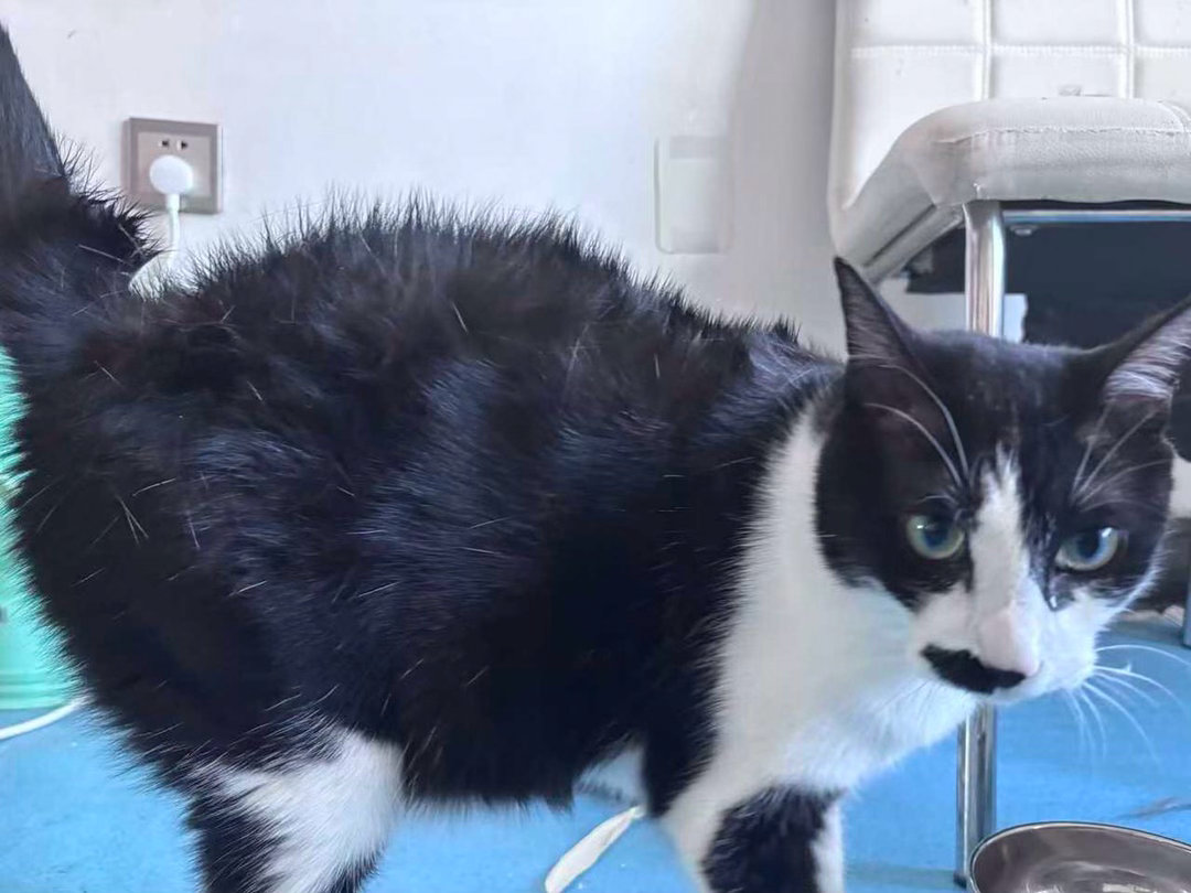 “不要逆着摸我的毛毛！”daily奶牛猫 （投稿：） 