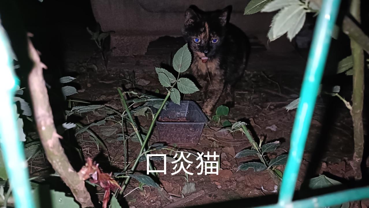 这只口炎猫真把我整崩溃了，稍微好一点儿它就消失了，过一段时间又是流着口水出现，把