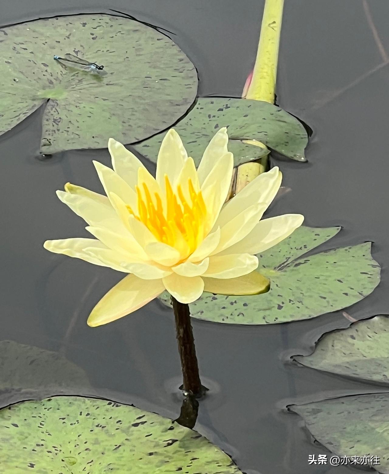 是不是睡莲🪷？真的好美，有没有懂花的大仙，请来说道说道~~