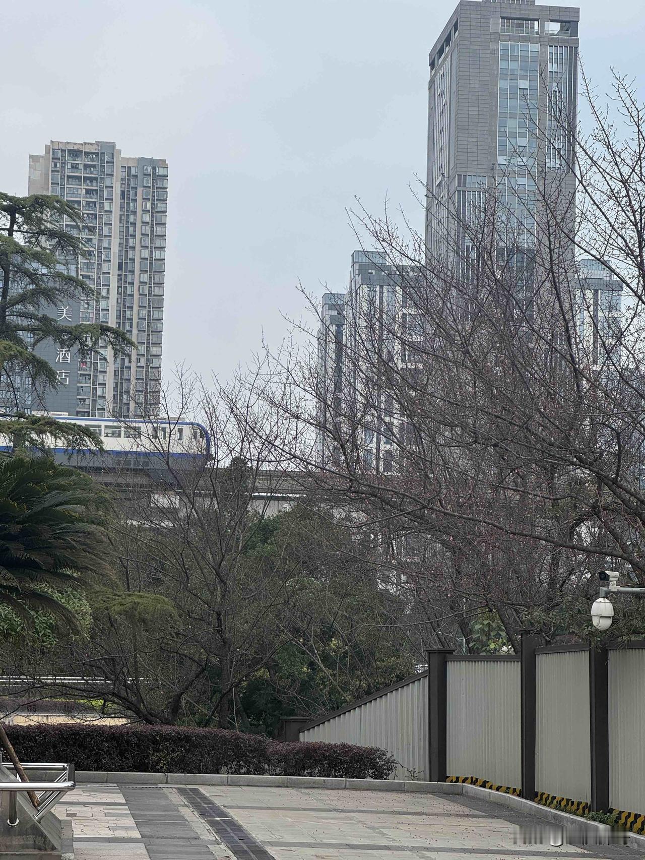 本来专程来打卡轨道金童路那趟开往春天的列车，可惜还是来晚了，花期已过，只剩满眼绿