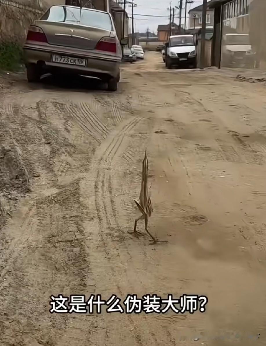 这是啥鸟？像纸片一样