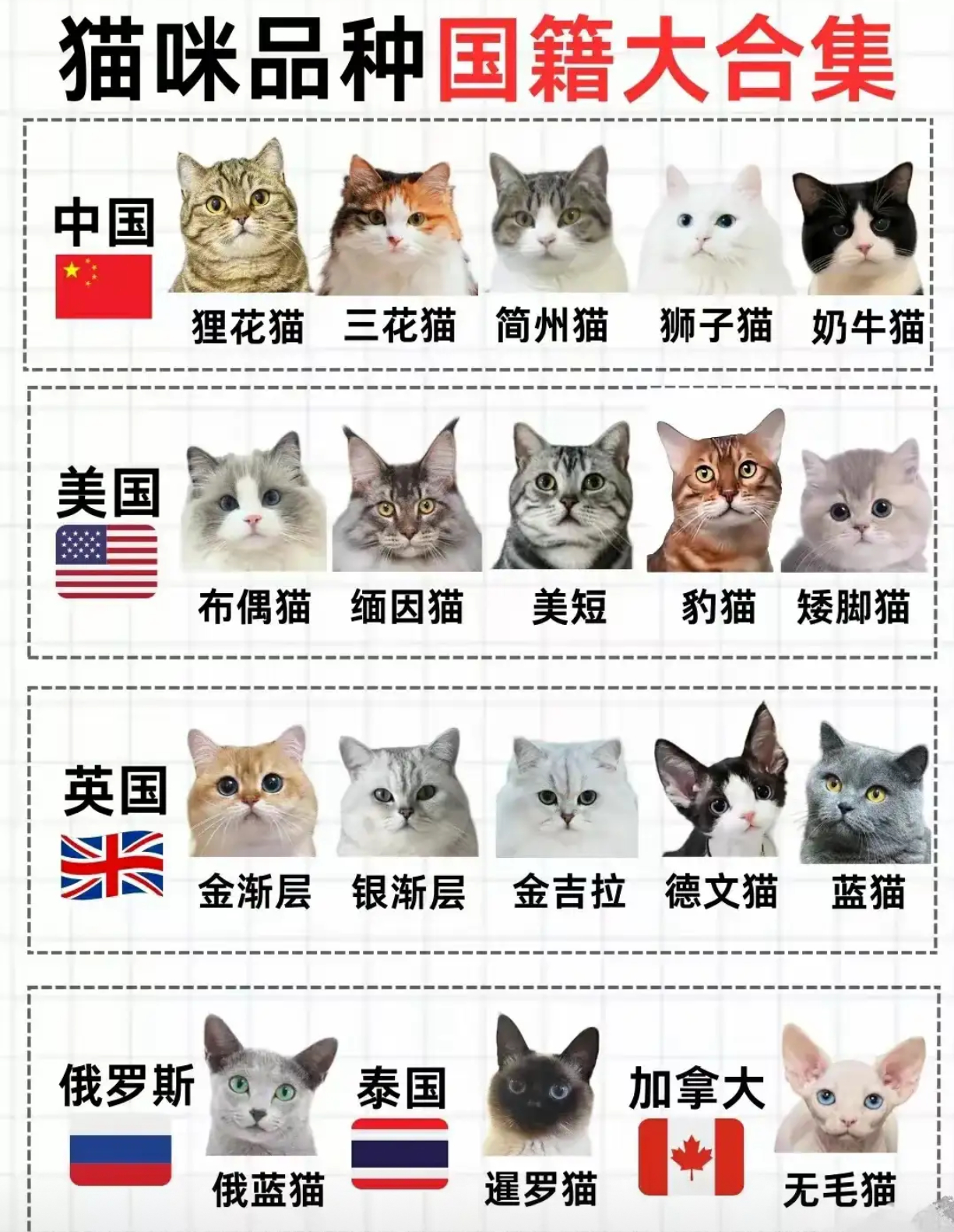 猫咪品种国籍大合集 ​​​