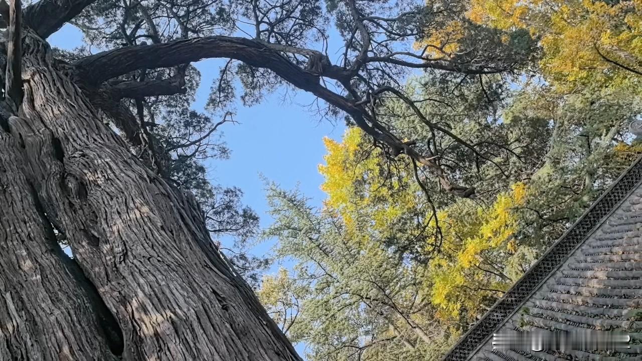 我们青岛崂山太清宫有一棵年龄最老的古树，距今已经有2150多年了！这棵古树在20