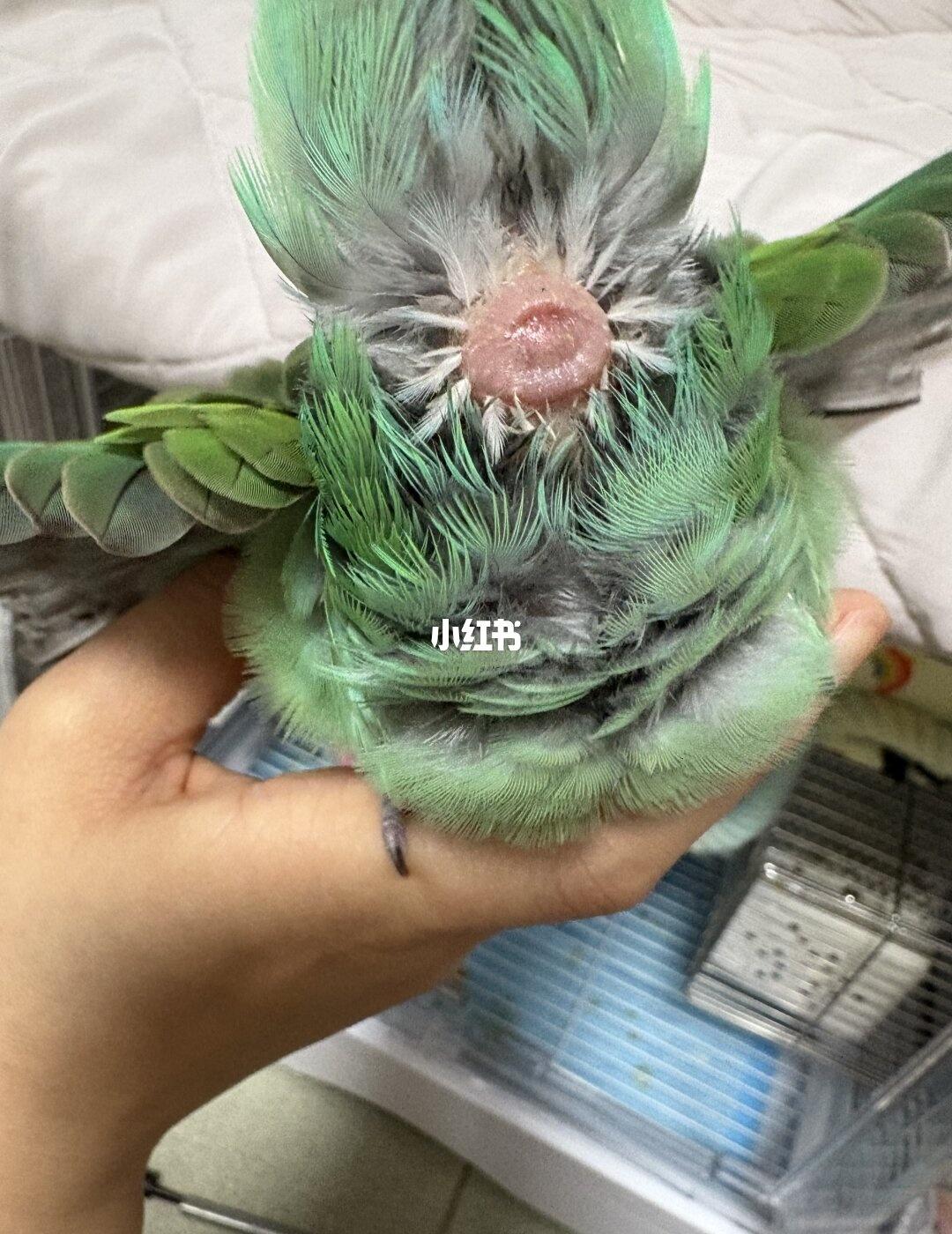 求助：小鸟肛门肿大，精神状态也挺好的，拉屎比较大坨水比较多，去拍了片子也没有卡蛋