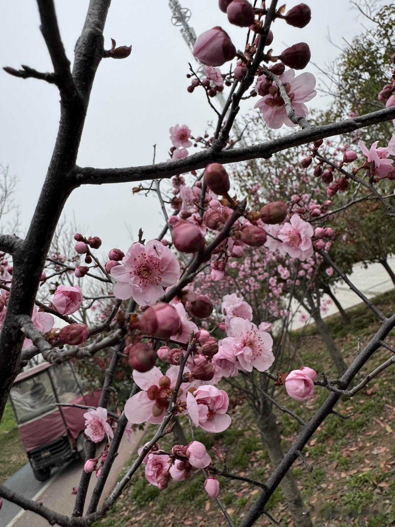 根结线虫断根法！4维精准防治，一次见效不反复✅

作物黄叶矮缩、根部全是瘤疙瘩?