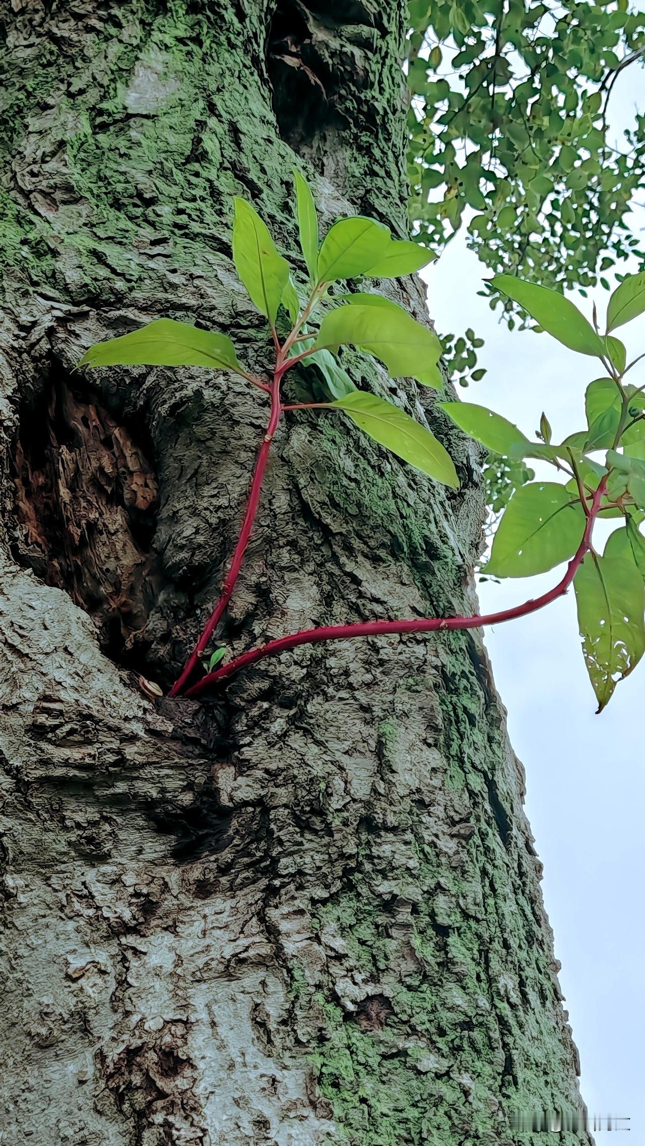 偶遇草本植物商陆生长在皂角树的树干上
商陆生长在皂角树树干上腐烂的树洞里，并不是