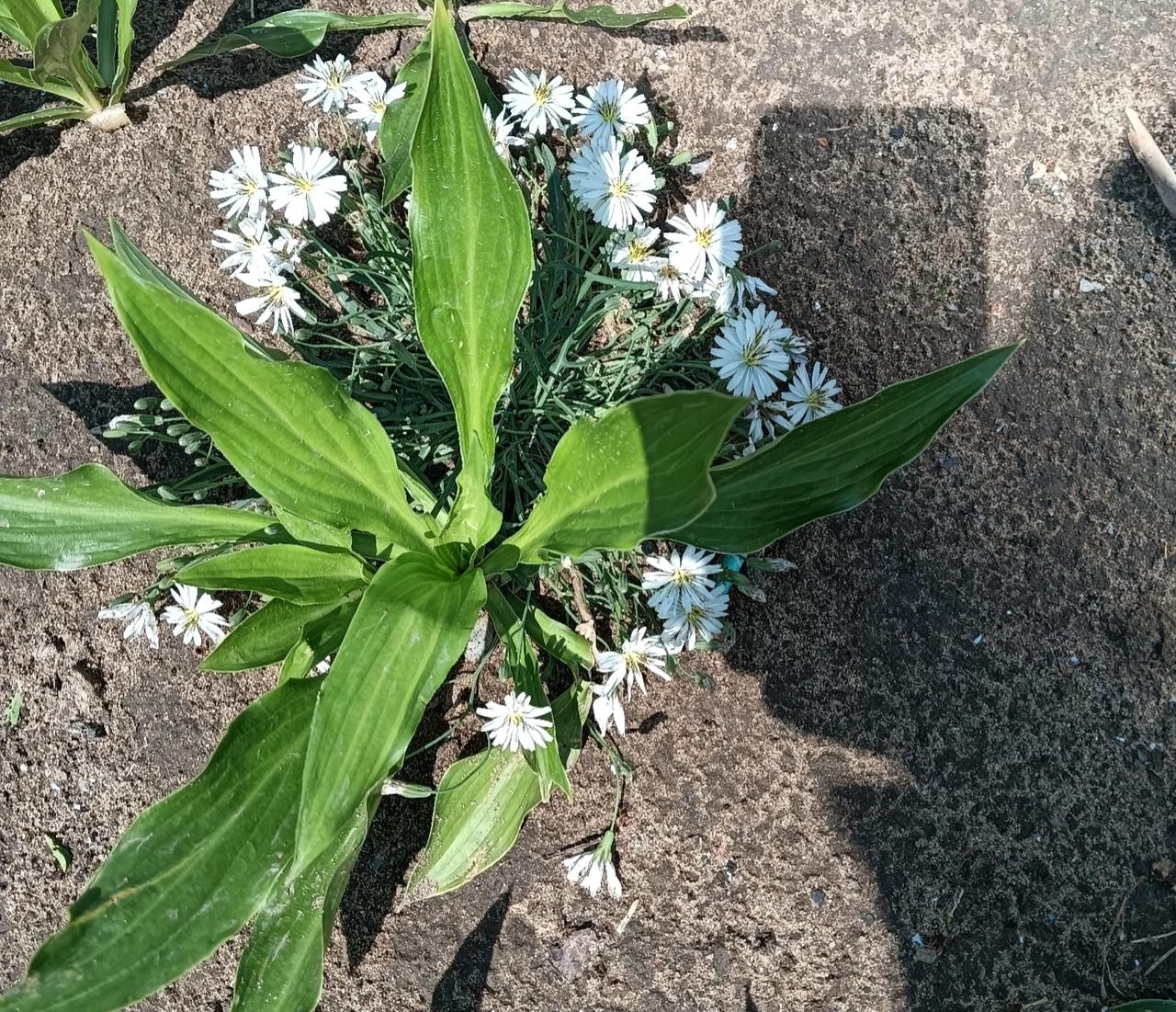 你们那里又开始抢桃罐头和红布了吗？
小时候只知道有个感冒发烧，吃瓶罐头就好了，最