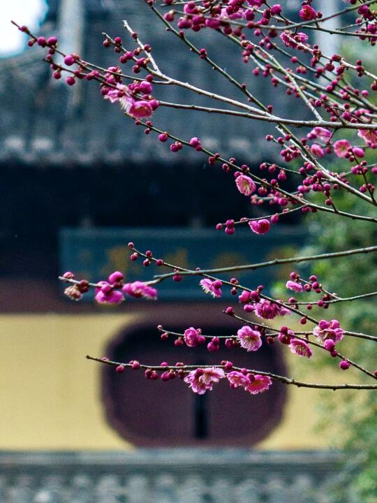 古庙红梅🌸杭州寺庙里藏着盎然春意❗️