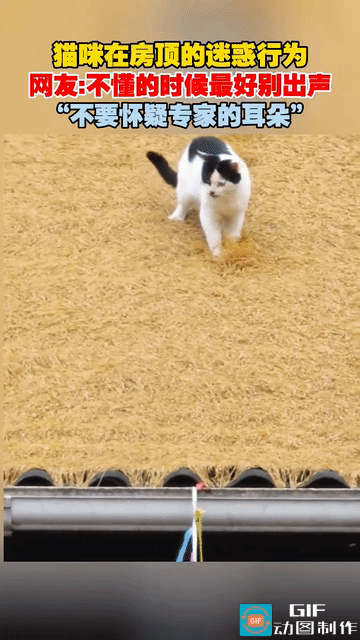 “ 专业的事交给专业的人 ”！谁能想到猫咪在房顶上来回扒拉，主人以为它在玩耍，结