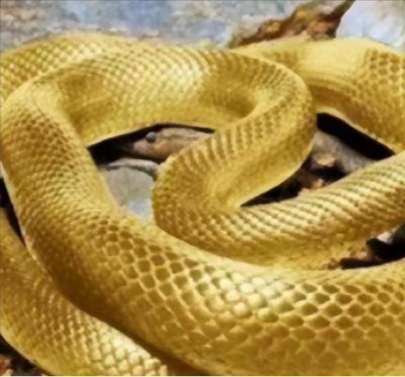 1975年，西安一老农挖地基，挖出一条大蛇，老农惊惧不已，刚要将它铲为两段，却发