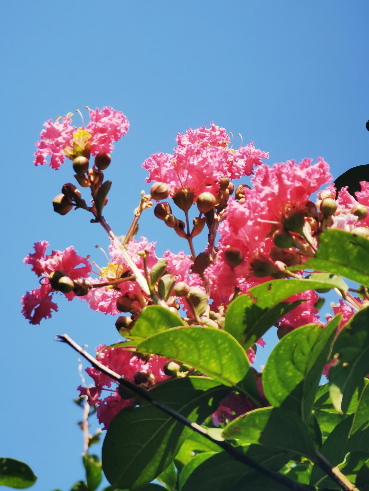 紫薇花
莫言夏尽无佳色，此卉偏能冠众芳。