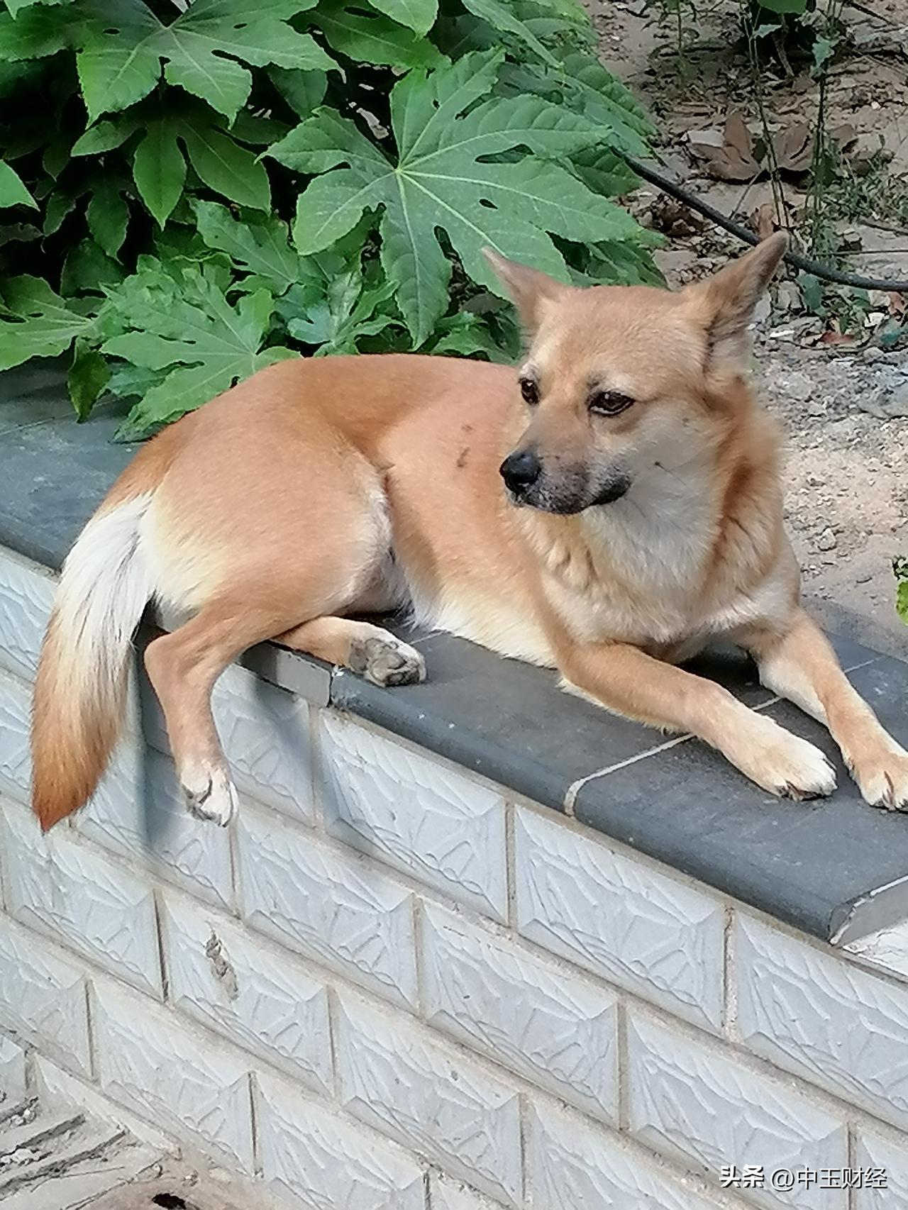 动物与人的和谐相处，有时候容易，有时候难！黄狗卧于小区之中，山羊站在三轮车上。一