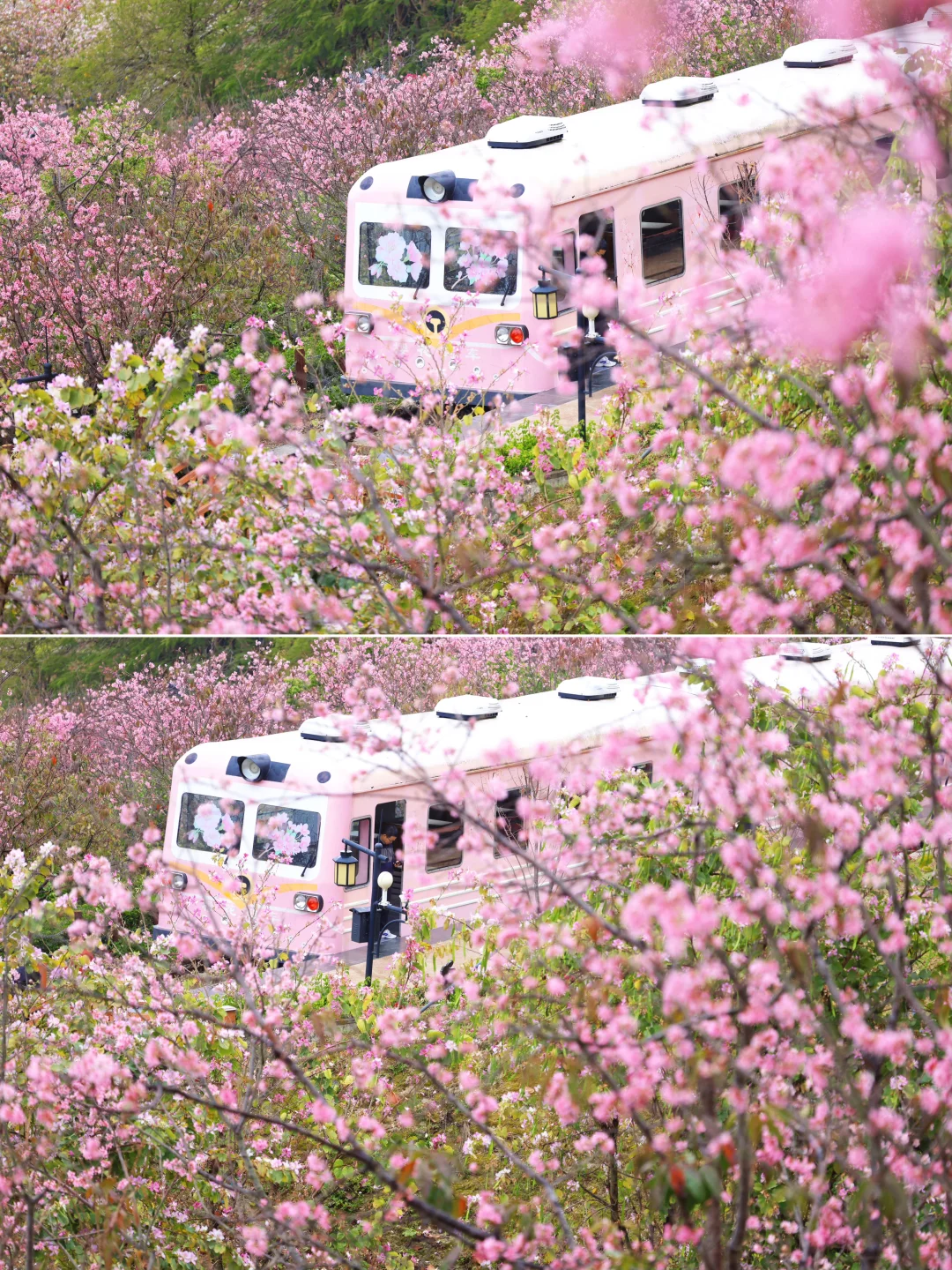 开始期待深圳的樱花🌸列车了