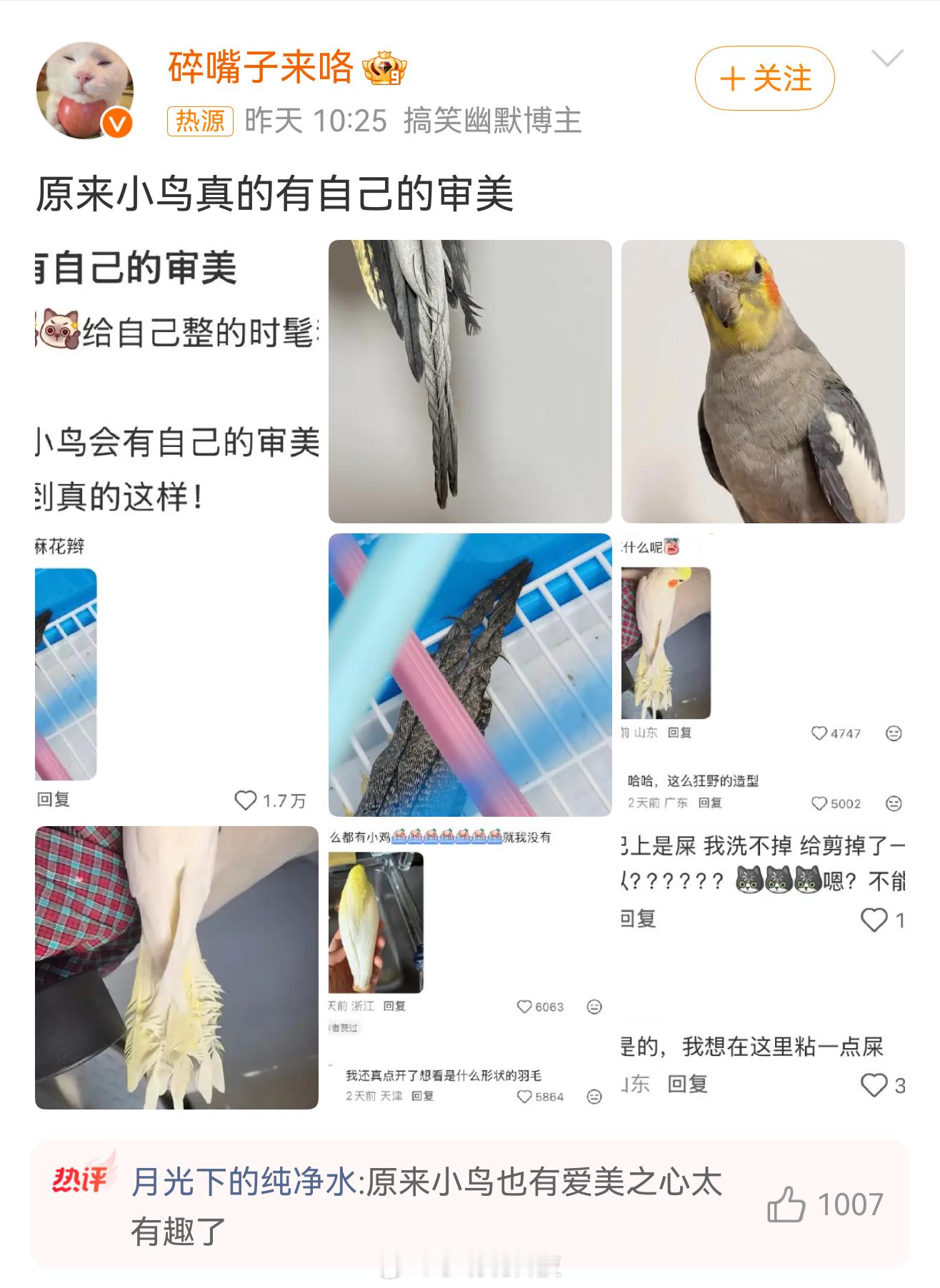 小鸟真的有自己的审美，哈哈好有趣啊，看到好多帖子说小鸟会根据自己的审美做造型，时