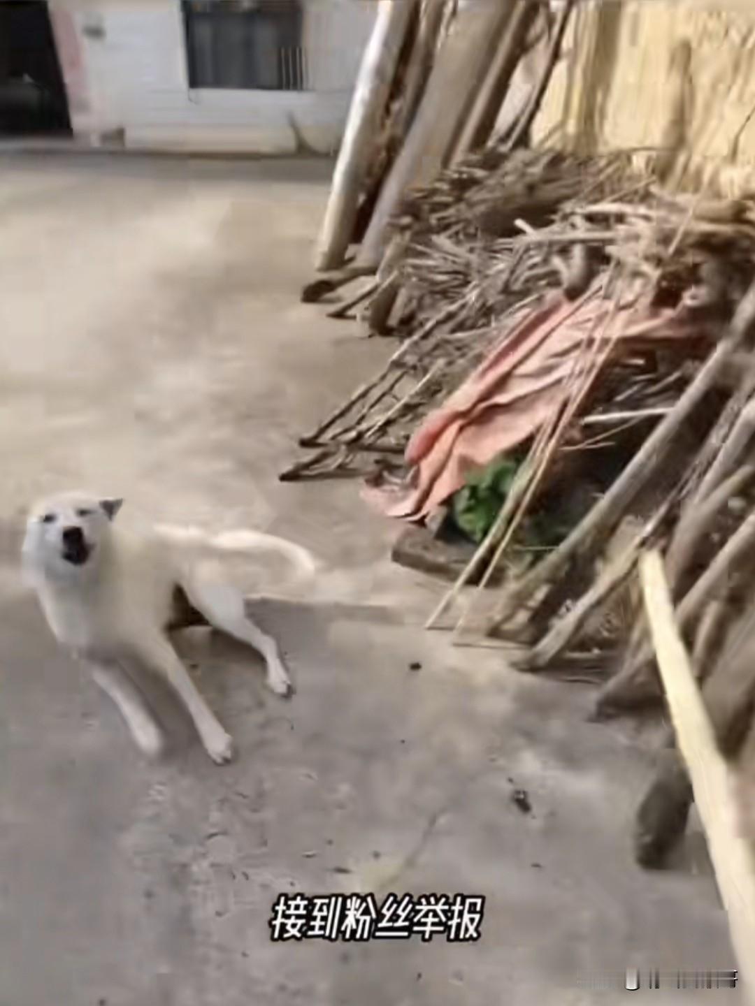 一博主因听粉丝说骑车路过某村的时候经常被这里的狗追咬，于是决定帮帮惊恐的粉丝，他