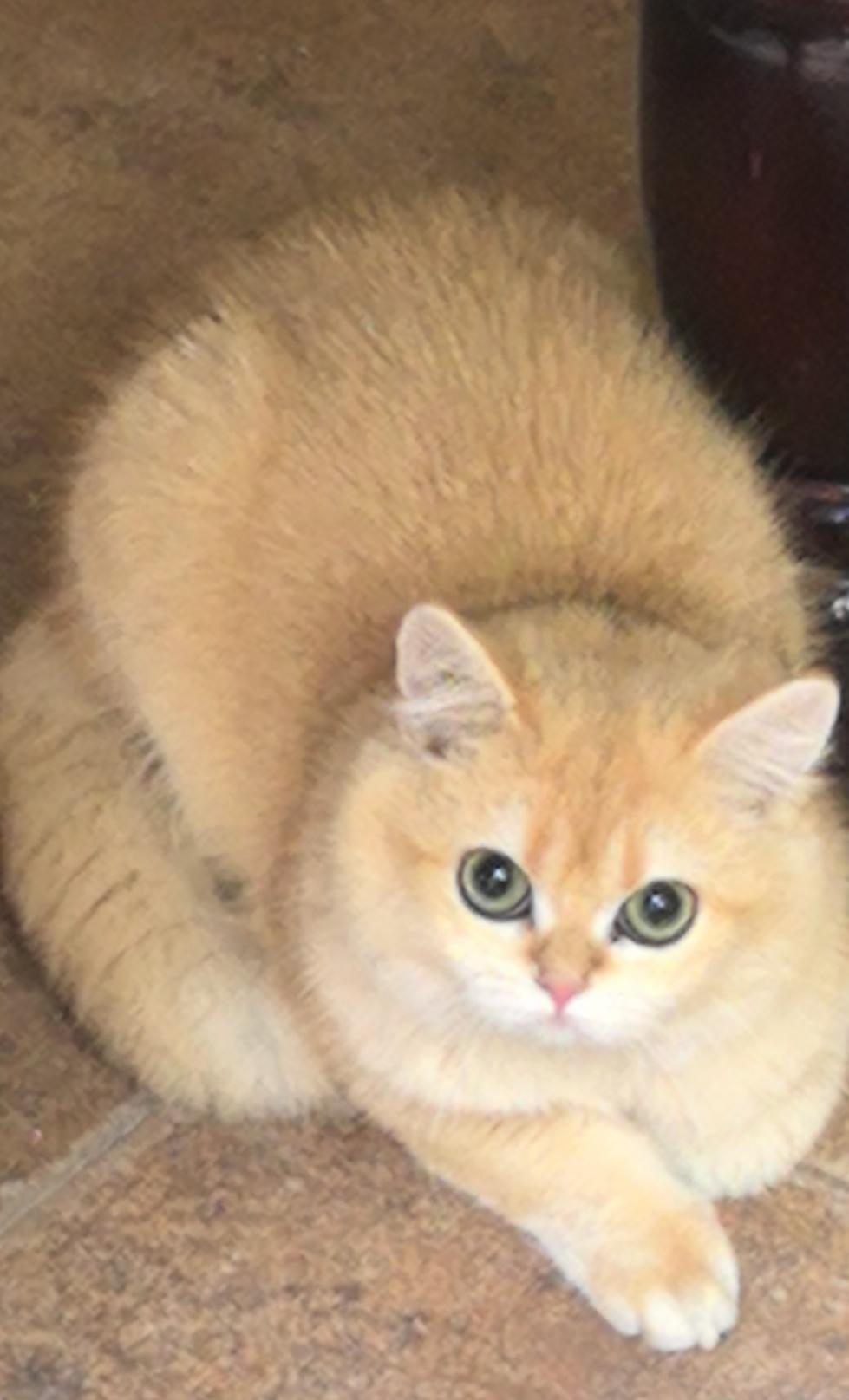 邻家猫咪初长成！