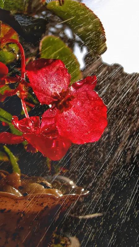 雨中的花，它们在想什么呢？或许正暗自窃喜，雨水是大自然的馈赠，给它们解渴，让花瓣