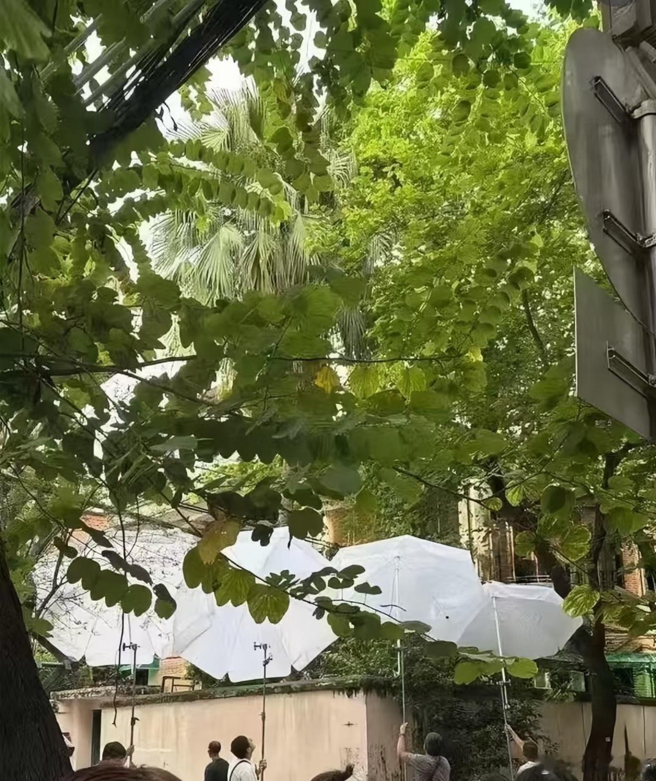 我早上看的时候，只有沈言一个人的时候明明还能拍到人[泪奔]怎么下午四把大白伞啊 