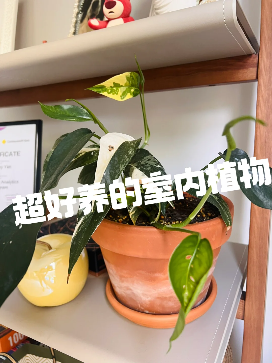 亲身实践 超好养的室内植物🪴☀️🐈