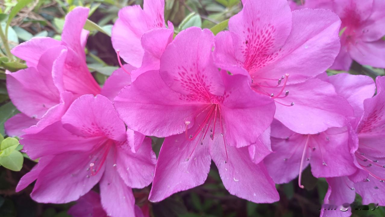 现在的昆明到处开满了樱花，我们经常去马料河公园散步一路上都有，红的白的开的非常鲜