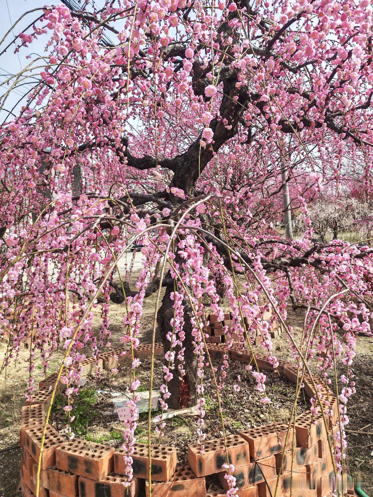 村里邻居的婚事，学历相差这么多，能成吗？

今天回村里，邻居梅子来我家串门。她眉