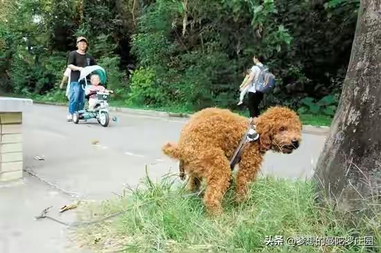 别把放任犬只随地便溺，包装成正常遛狗
 
如今很多小区、街道所谓的遛狗，早已偏离