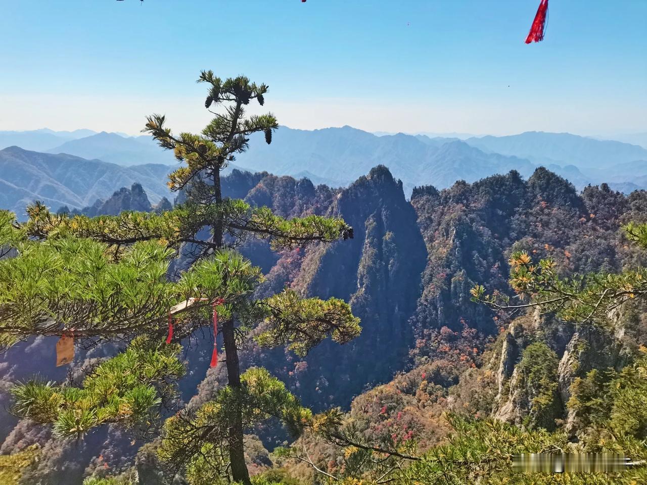 秋日山间，红叶飘舞，心旷神怡！🍂🍁🍂秋韵美景分享 秋景美如画卷 美丽的枫景