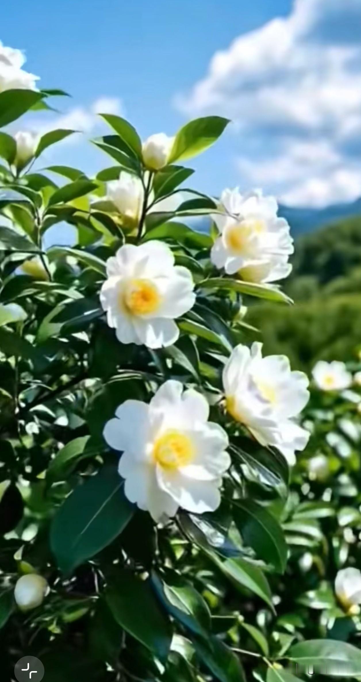 晴光下的白山茶，裹着晨露般的温柔，在浓绿的枝叶间静静舒展。花瓣莹白似雪，中心晕着