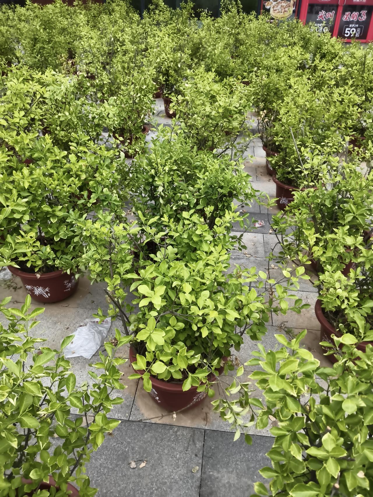 我认为应该一定要禁止在高铁上吸烟，有的还偷偷的跑到厕所里去吸，让人熏的够呛，没办