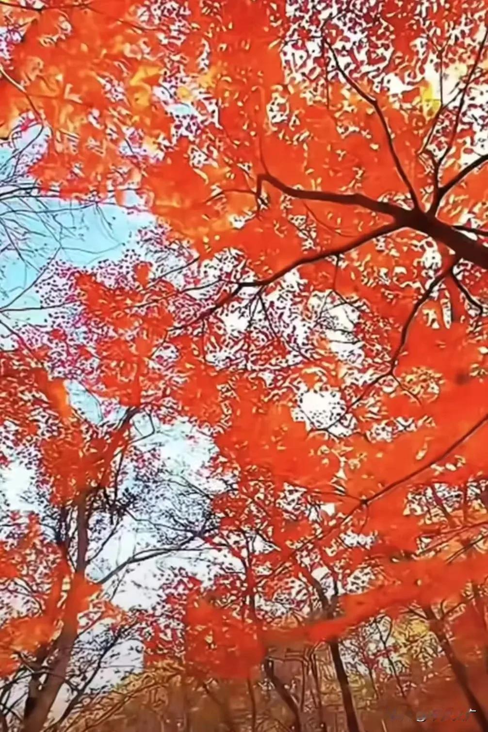 枫叶千枝复万枝，
江桥掩映暮帆迟。
忆君心似西江水，
日夜东流无歇时。