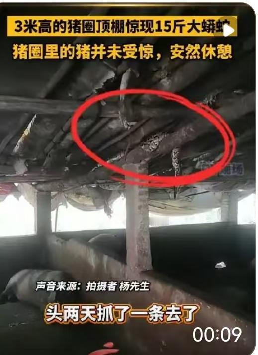 广东阳江的乡野之间，近日上演了一出颇为“魔幻”的生存大戏。这事儿发生在当地一户农