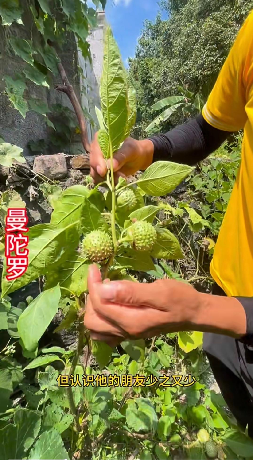 大家见过下面这种植物吗？其实它在农村有些地方是比较常见的。

这种植物的名字叫“