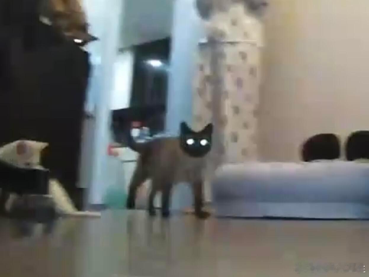 扫地机器人的摄影技术恐在我之上 