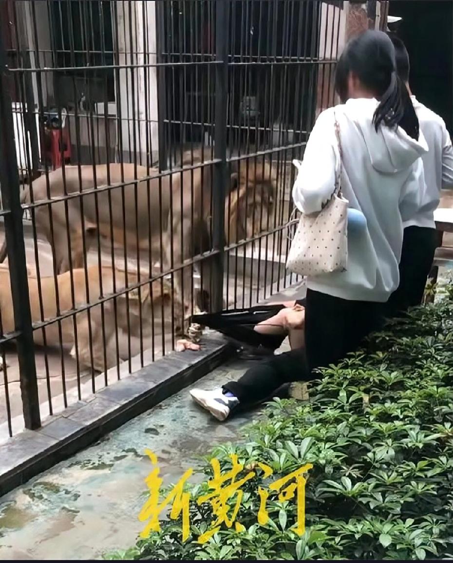 10岁女童在汕头中山公园动物园投喂狮子时，不幸被狮子拖拽，引发广泛关注。
2月2