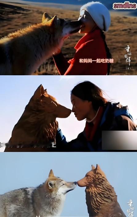 《重返狼群》删掉了最刺骨的一幕：一扇满是狼爪印的木门。
李微漪把亲手养大的狼崽格