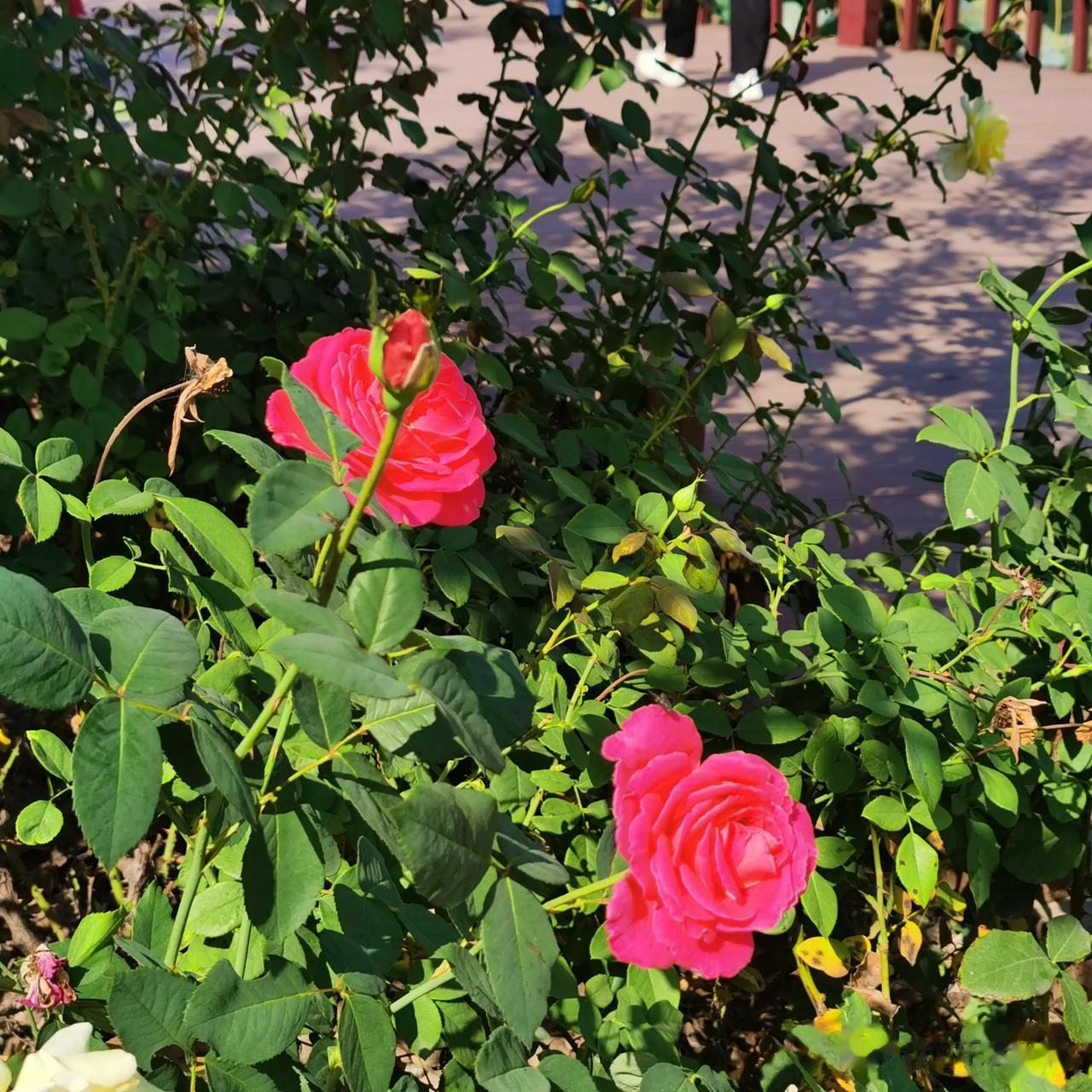 秋天，是大地生育的时节。这时，大地产下了它丰硕的果实：沉甸甸的稻子，金黄色的麦穗