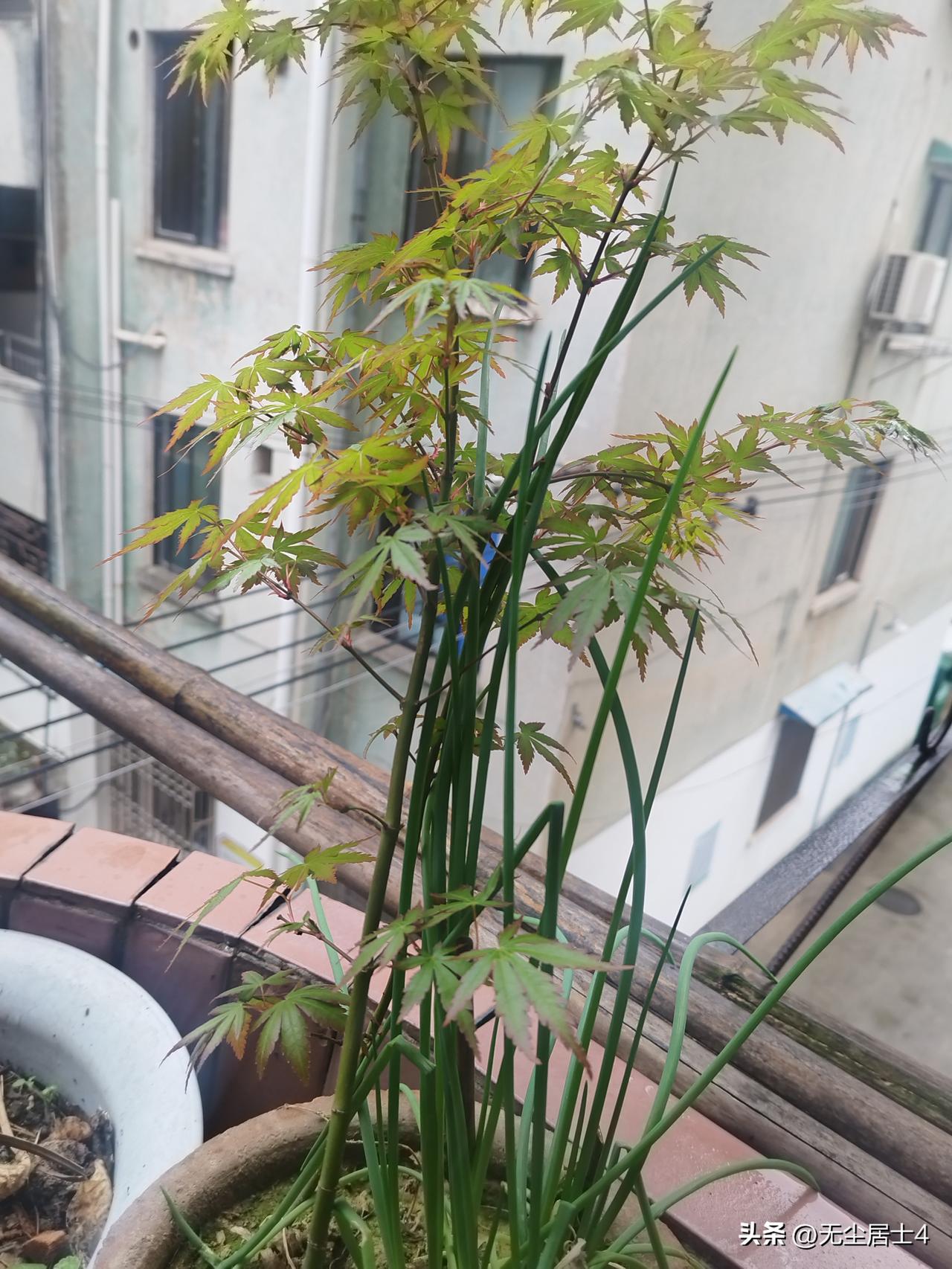 胃癌后悠闲的日子，不要让癌症在干扰我的生活！
看看，这就是我胃癌手术后调养的生活