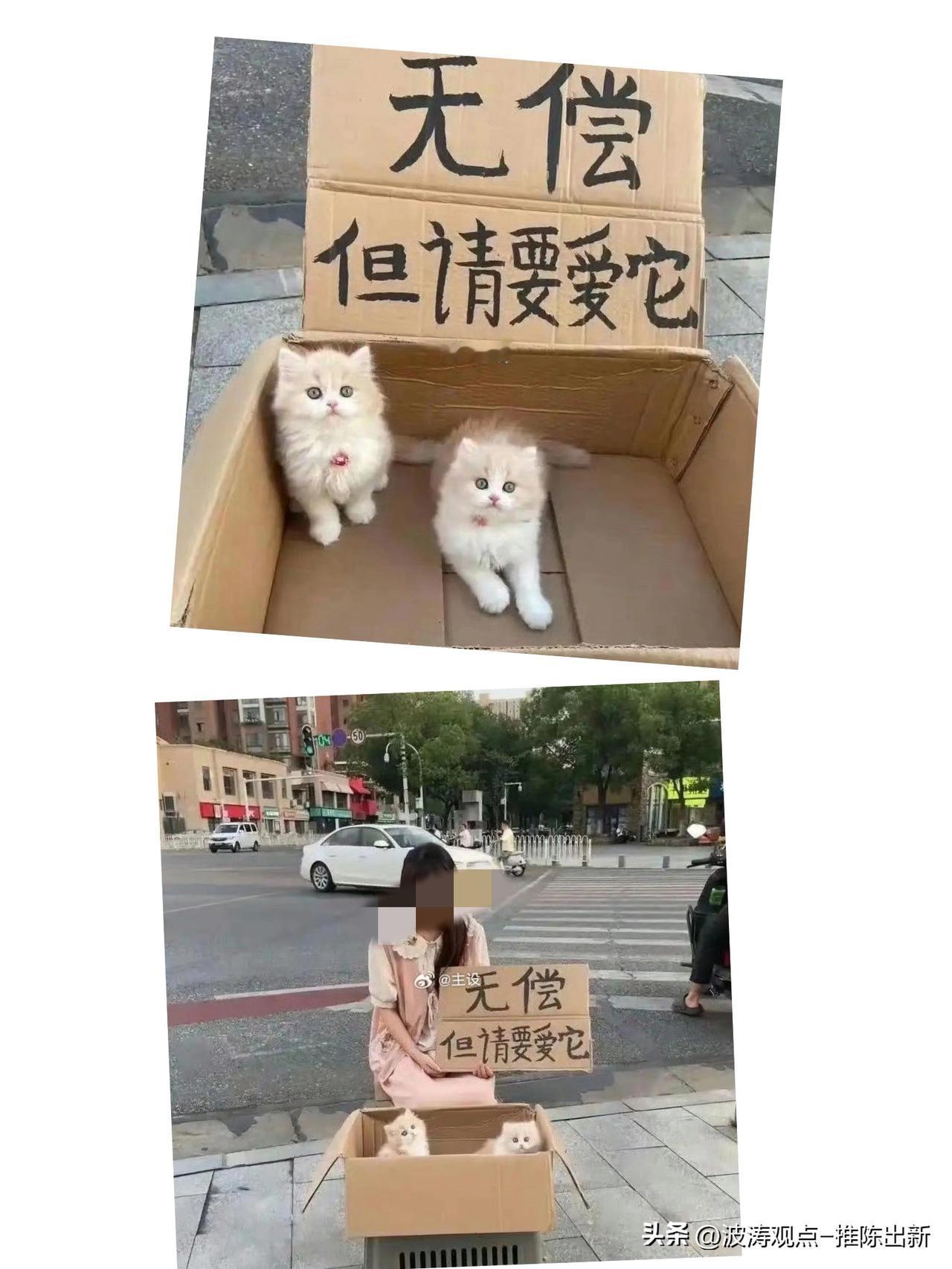 天下哪有免费的午餐！
打着无偿领养的旗号，实则暗藏一堆霸王条款：指定购买某品牌猫