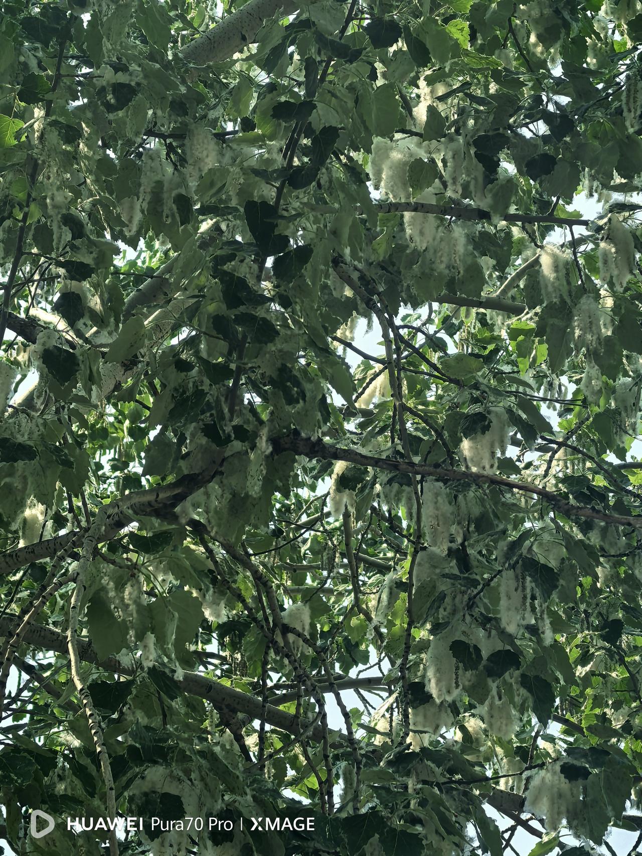 看看我们沧州市区的杨絮，高大的白杨树撑起巨大的伞盖，枝条上垂挂着一团一团的杨絮，