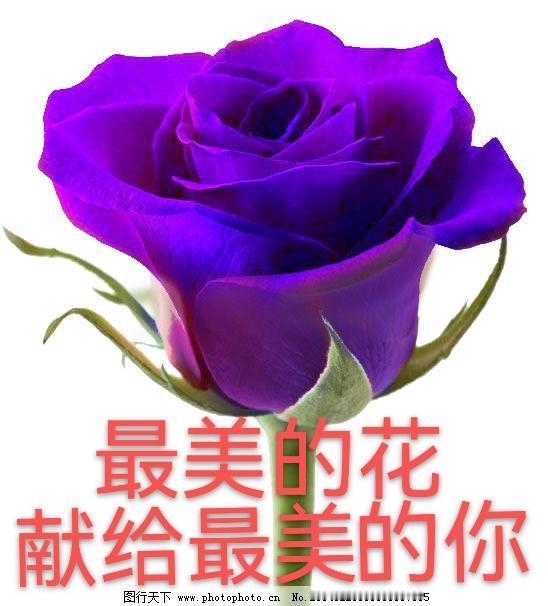 初夏闵行公园拍万维莎睡莲超美