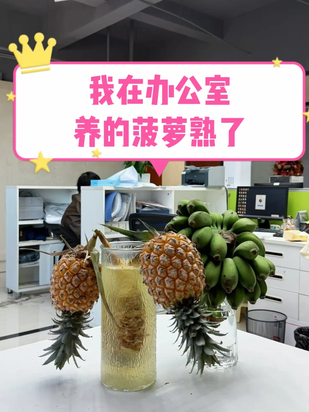 办公室的菠萝熟了，望周知