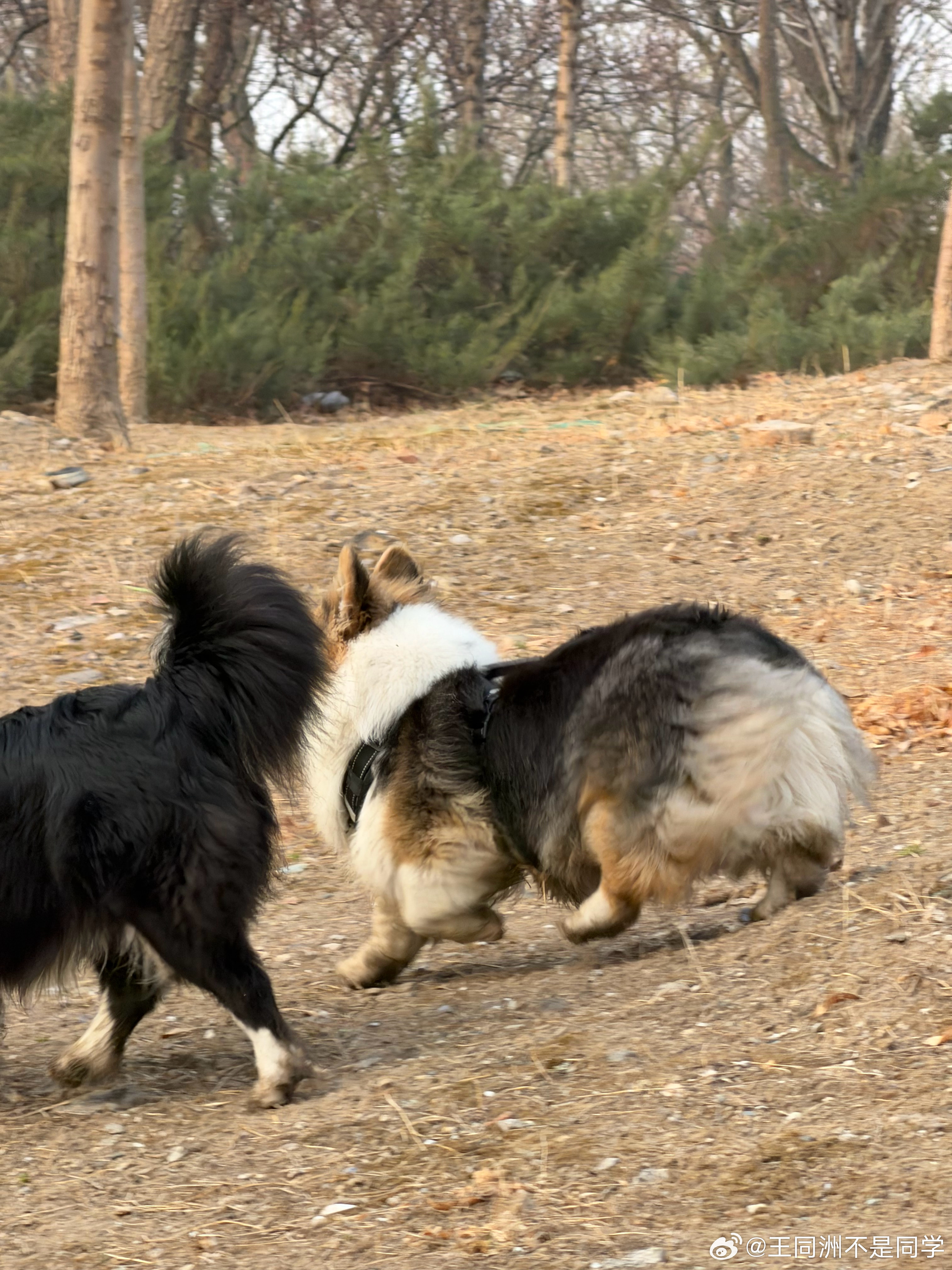 世界上有好多不一样的小狗啊！居然还有长毛的小柯基走路跑起来屁股一扭更好玩了东北限