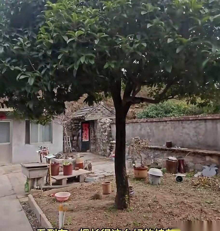 我跟你讲个事儿，绝了。
一个朋友去农户家，看见院里一棵桂花树，长得特别好。
她就