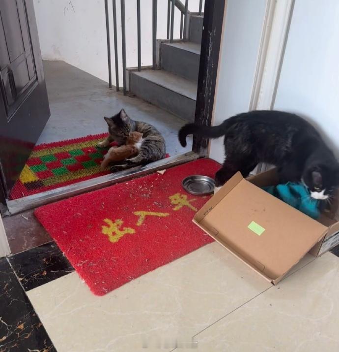 这对吗🤣👌猫爸一点不拿自己当外猫啊 ​​​