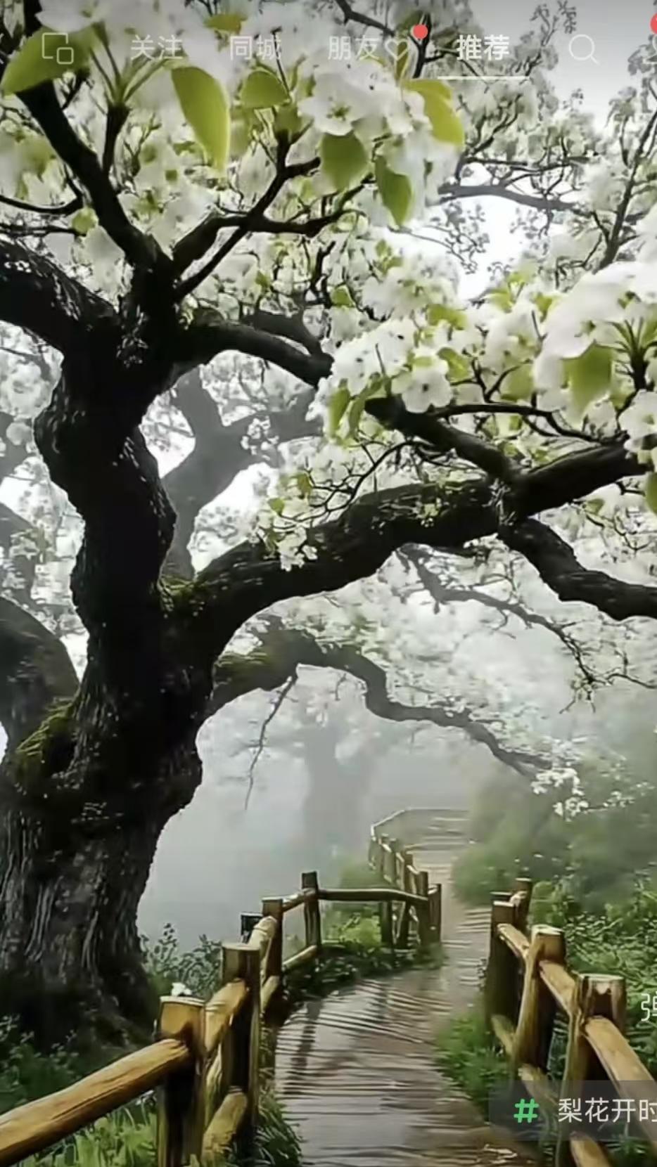 捣练子·东栏梨花
梨雪淡，柳烟青，
飞絮漫天满城春。
独对东栏惆怅立，
人生能得