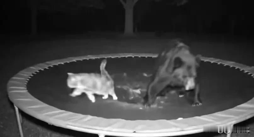 哪想到，又过了几天，这只狸花猫带一只熊回来了。一猫一熊天天在一起玩耍。
熊饿了就