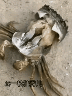 第一次看到螃蟹脱壳的过程，和金蝉脱壳有些相似，由此不仅引发联想，不管是水中游的，