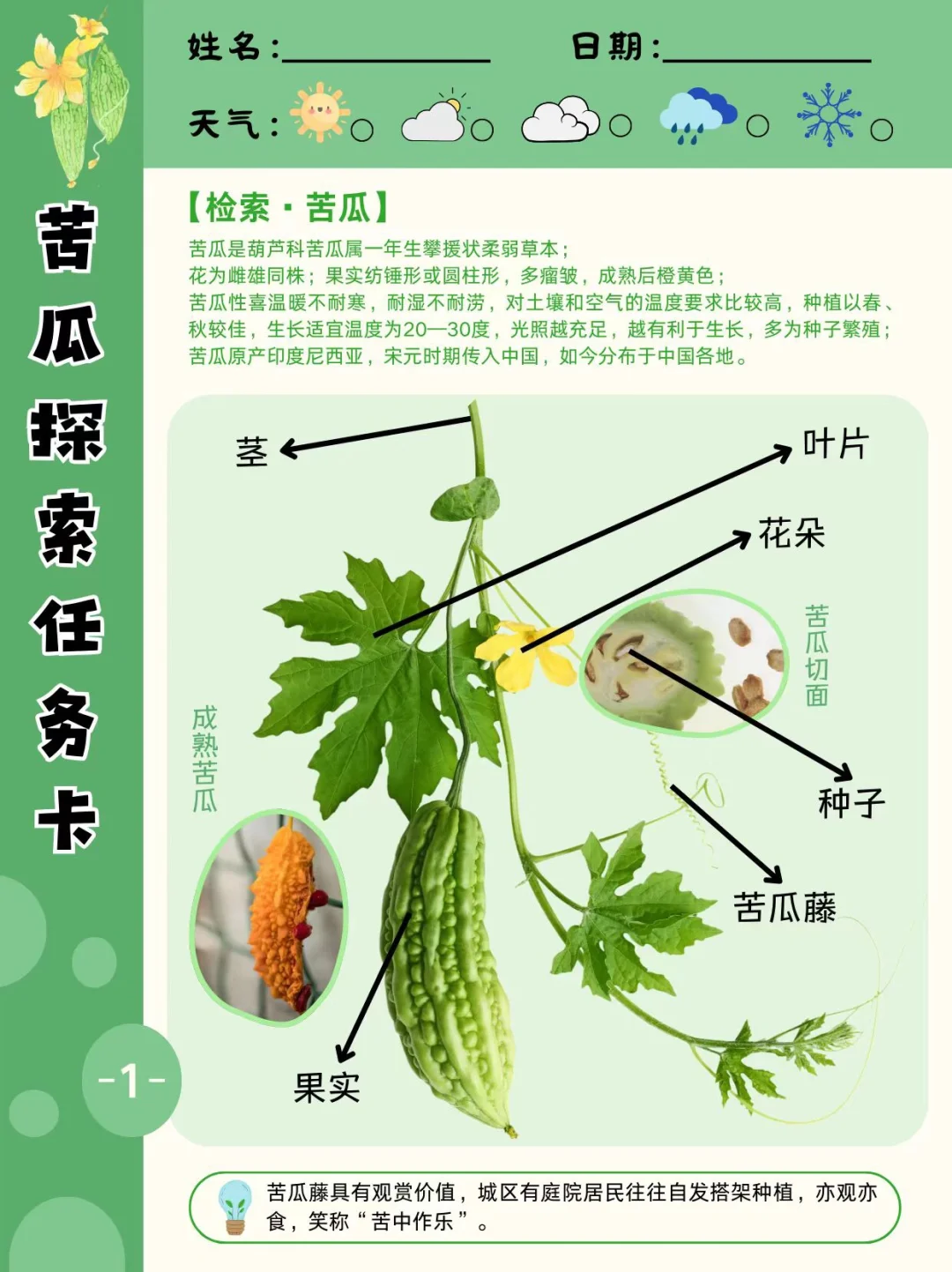 自然教育手册｜苦瓜探索任务卡
