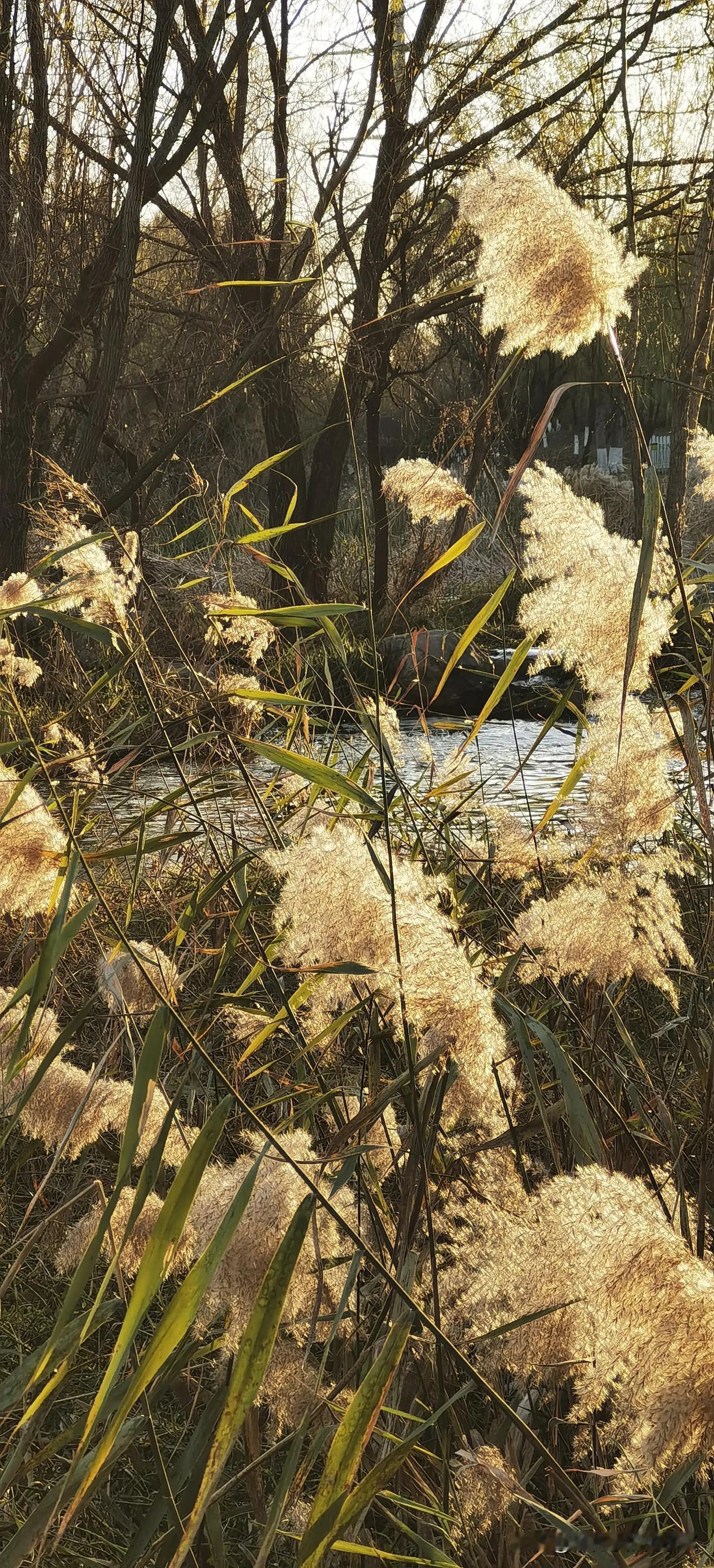 虞舜公园的芦苇荡